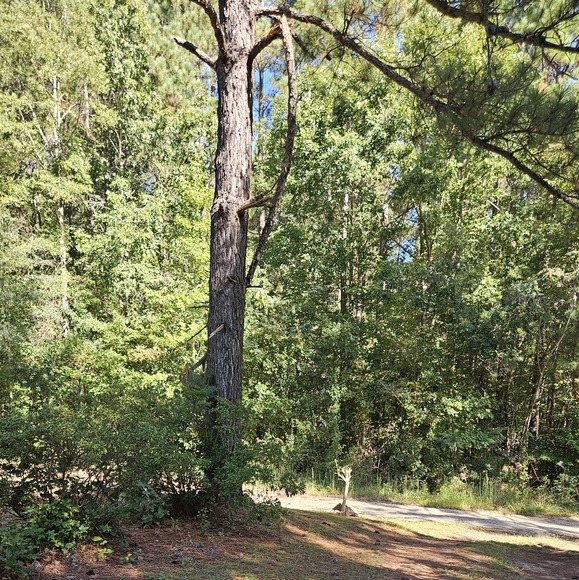 Meet your Posher, Adorable Dee - Picture 1 of 1